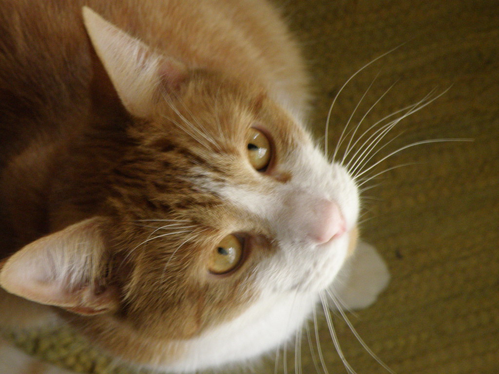 Mr. Jingles This is my 3rd cat! lol He is soooo clumsey! Stephanie Flickr