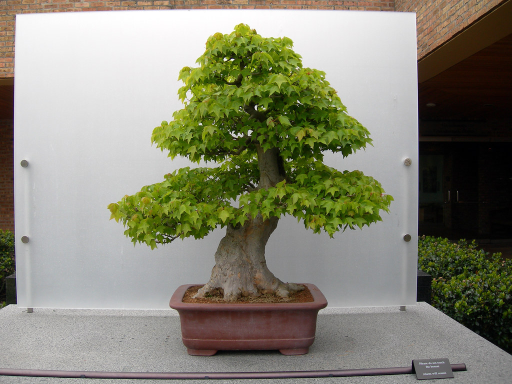 Bonsai Japanese Maple At The Chicago Botanic Garden 200905 Flickr