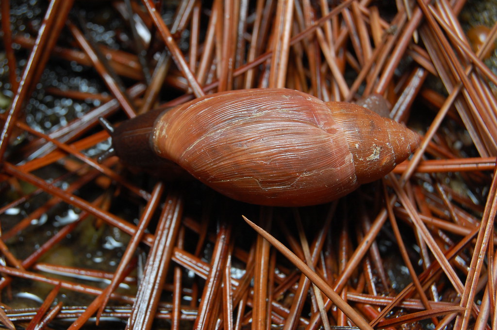Rosy Wolf Snail (Euglandina rosea) a photo on Flickriver