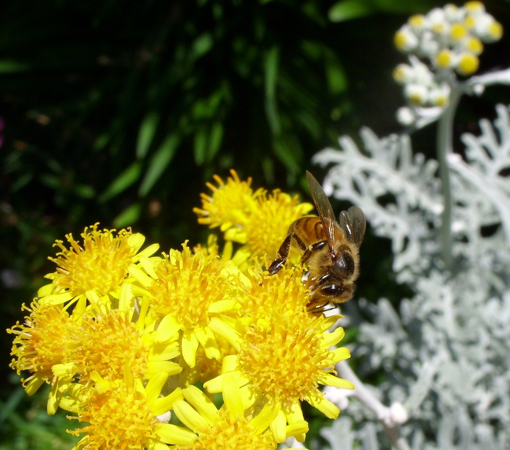 Bee gathering pollen from the bloom of the Dusty Miller Flickr
