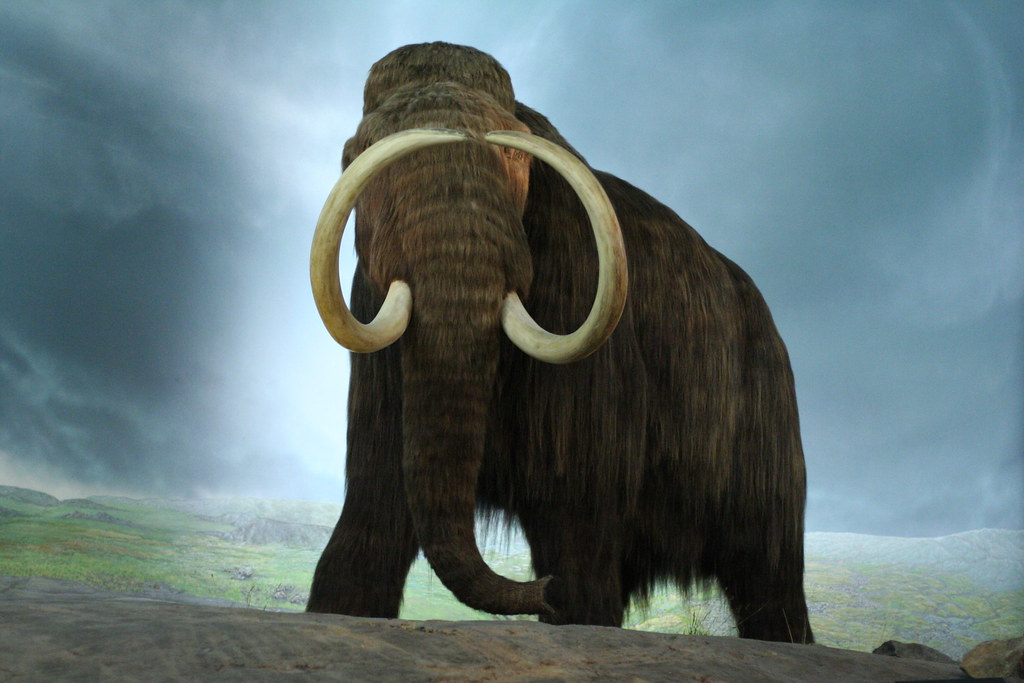 Mammoth Royal Victoria Museum Geoff Peters Flickr