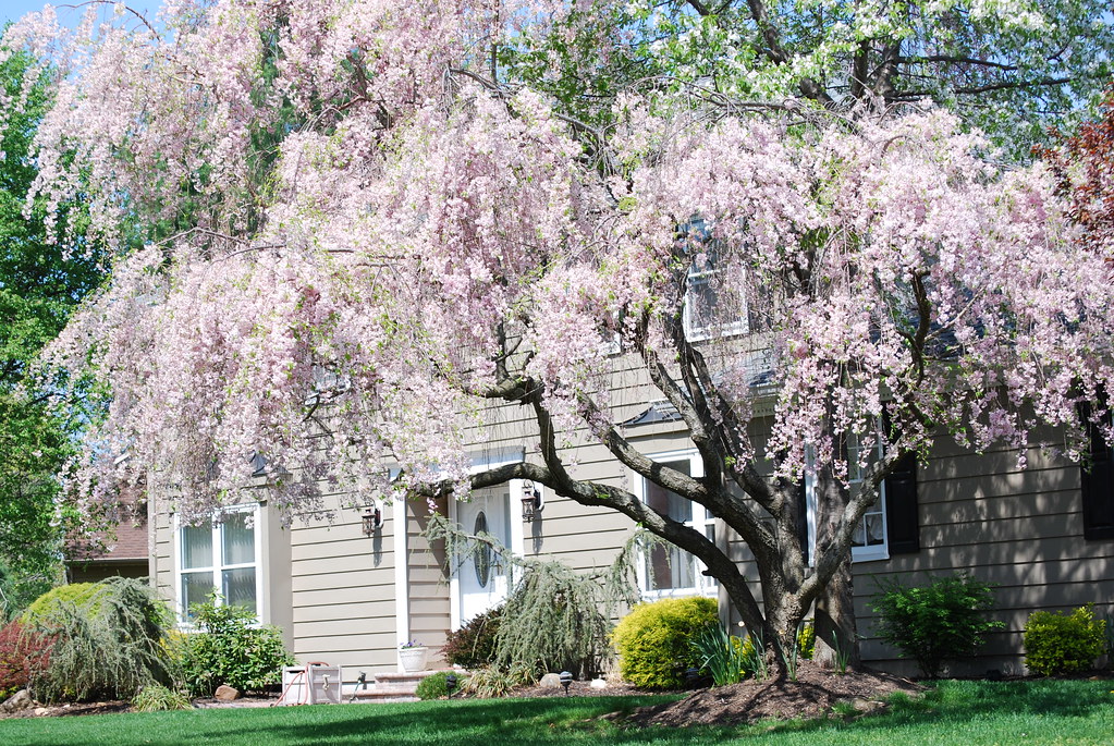 My Neighbor's Tree slgckgc Flickr