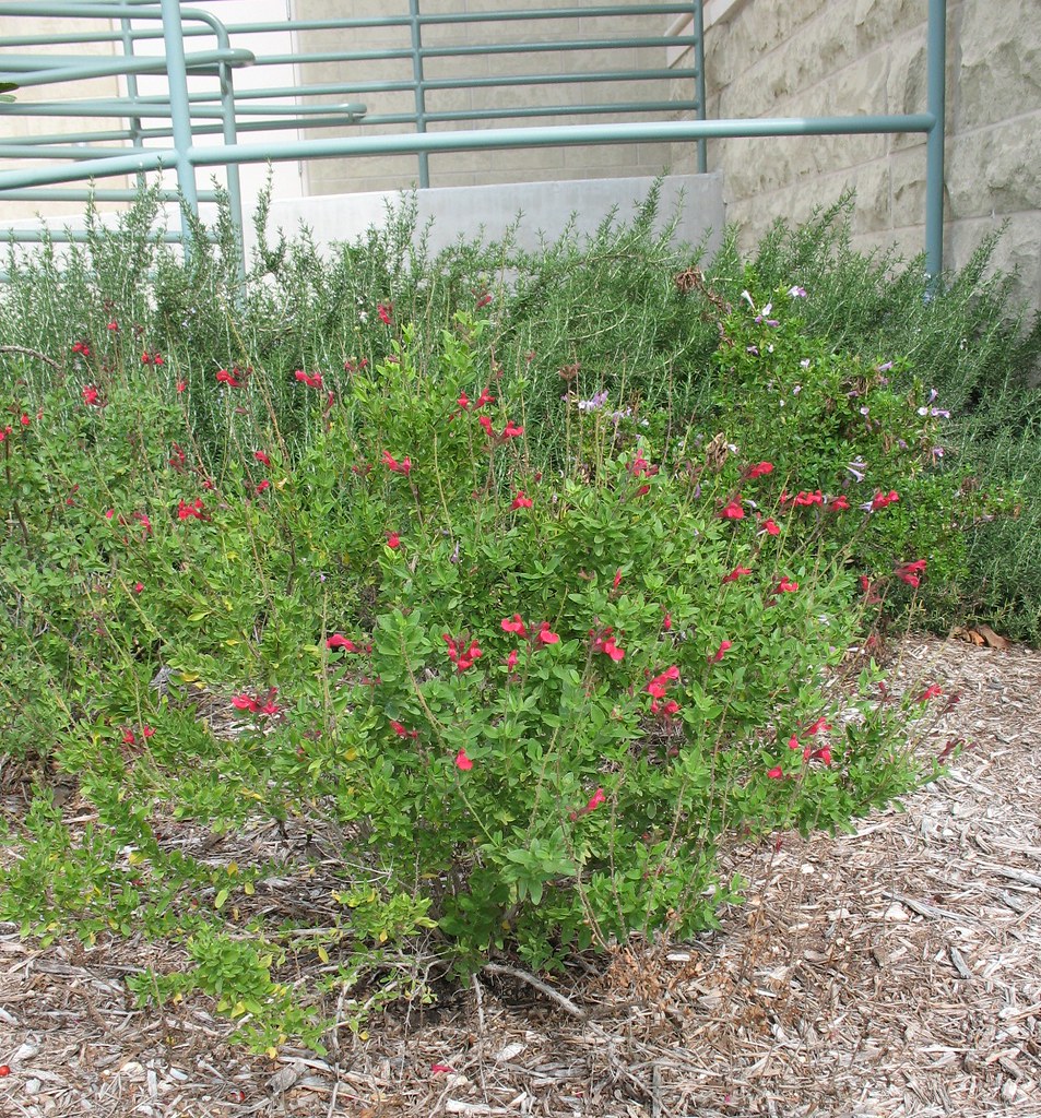 Cherry sage There are only two Cherry sage (salvia greggii… Flickr