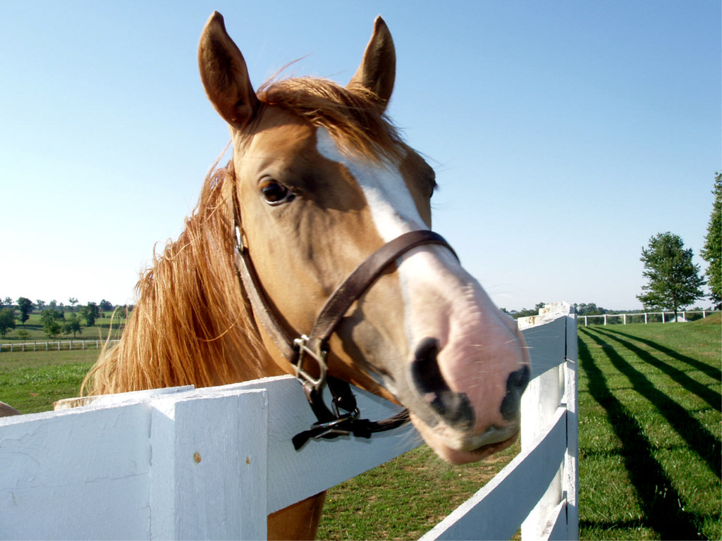 to Jordan Farm Bed & Breakfast near Kentucky Horse… Flickr