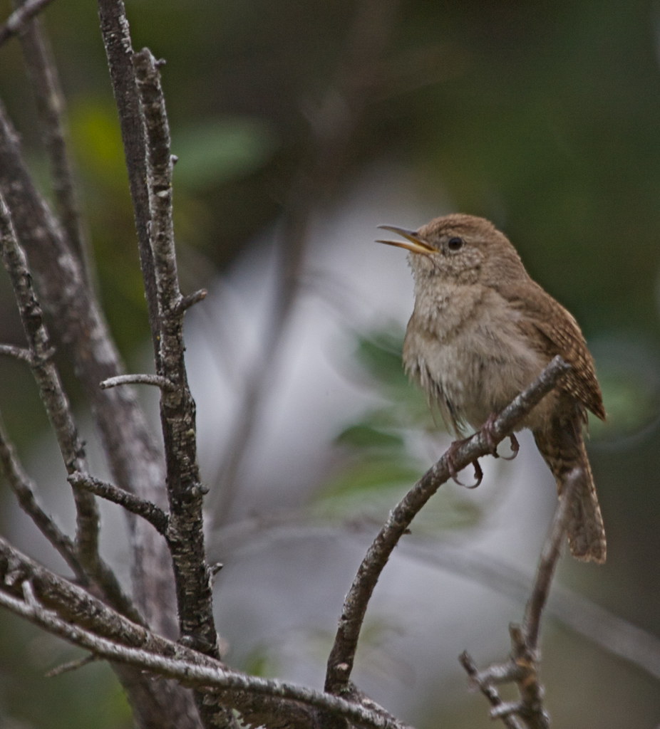 House Wren A plain brown bird with an effervescent voice, … Flickr