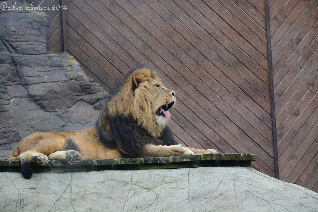 colchester zoo robert robertson Flickr