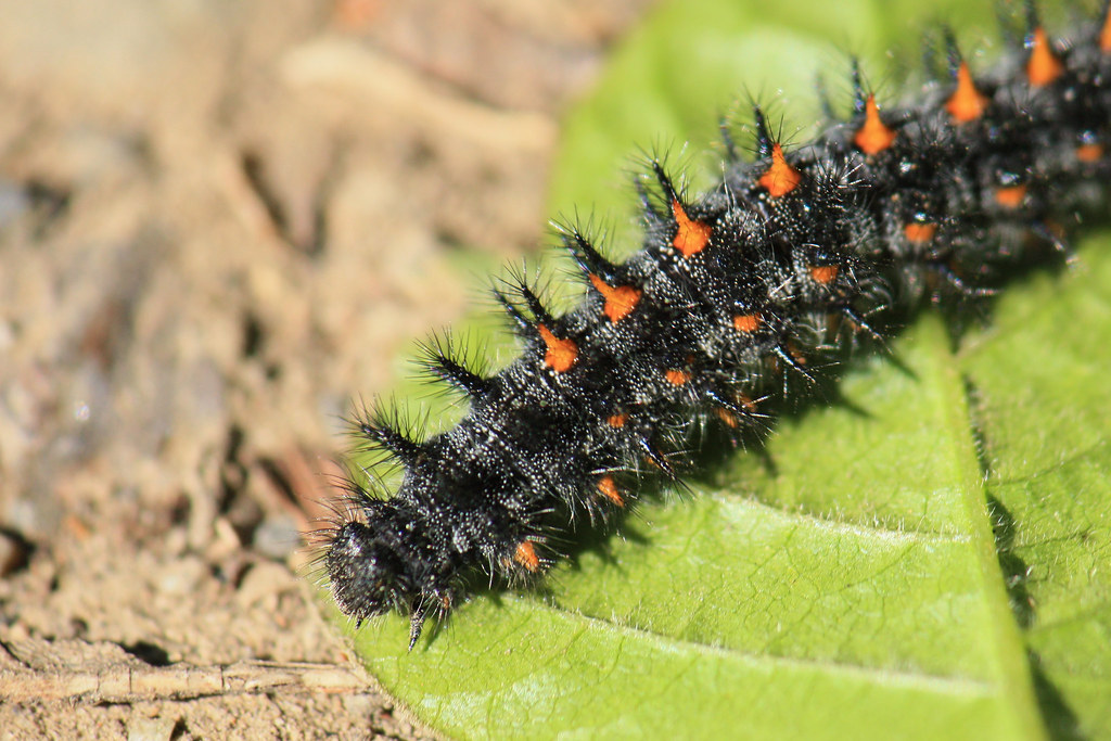 Alum Rock Park Wood Land Trail Caterpillar that shared t… Flickr