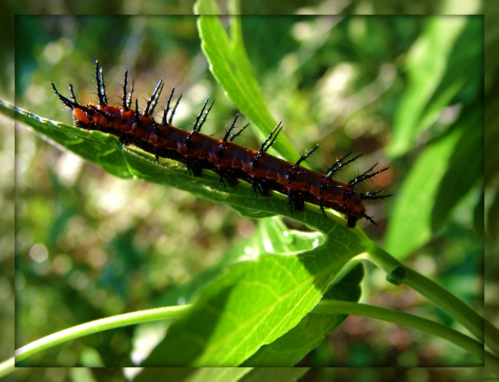 Eating all my passion flower leaves Molly258 Flickr