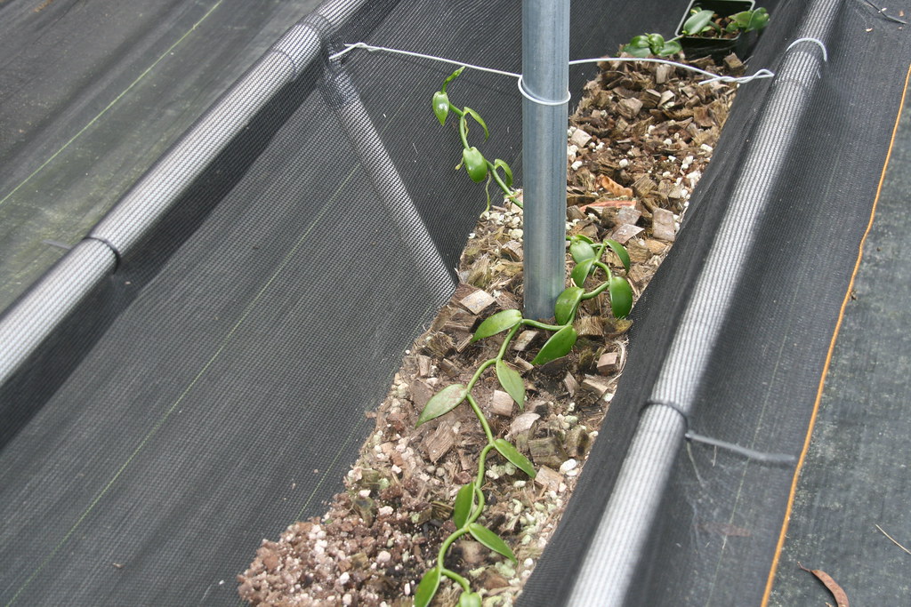 IMG_1413 Hawaiian Vanilla Company, Paauilo Hawaii Tandy Penn Flickr