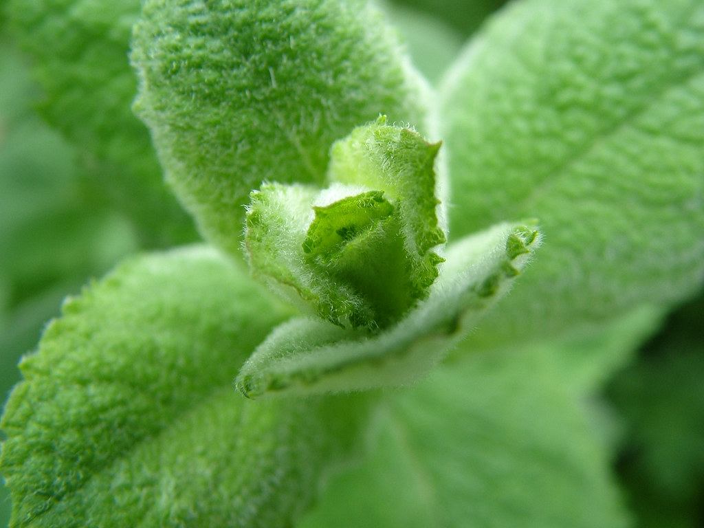 Apple Mint My fuzzy apple mint (Mentha suaveolens).You can… Flickr