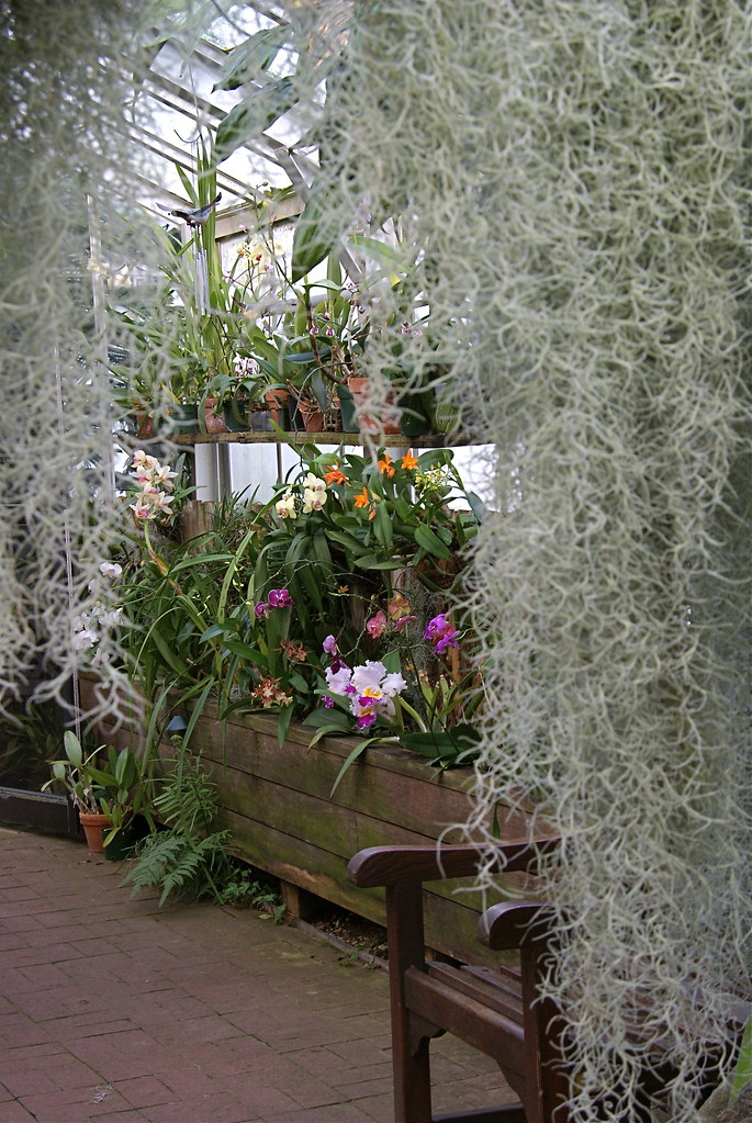 Orchids And Moss Some Spanish Moss provides a frame for so… Flickr