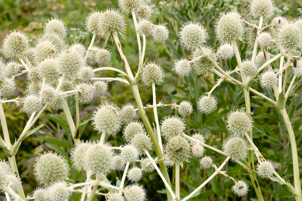 Eryngium yuccifolium RATTLESNAKE MASTER close up image of … Flickr