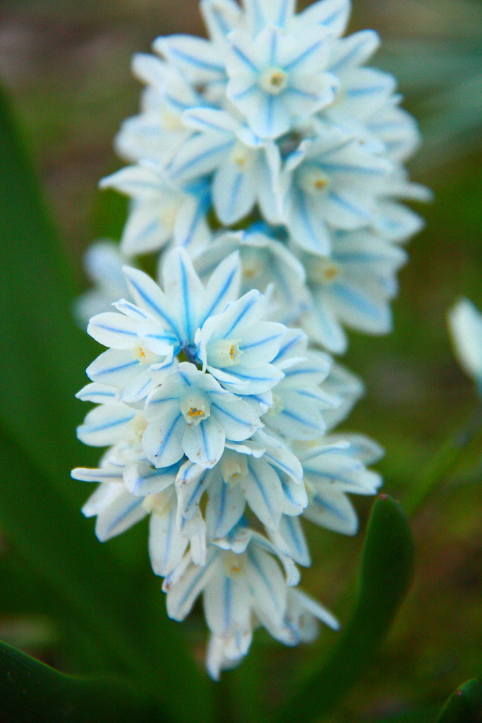 Blue Striped Flowers Bronx River Park at Tuckahoe, NY David L