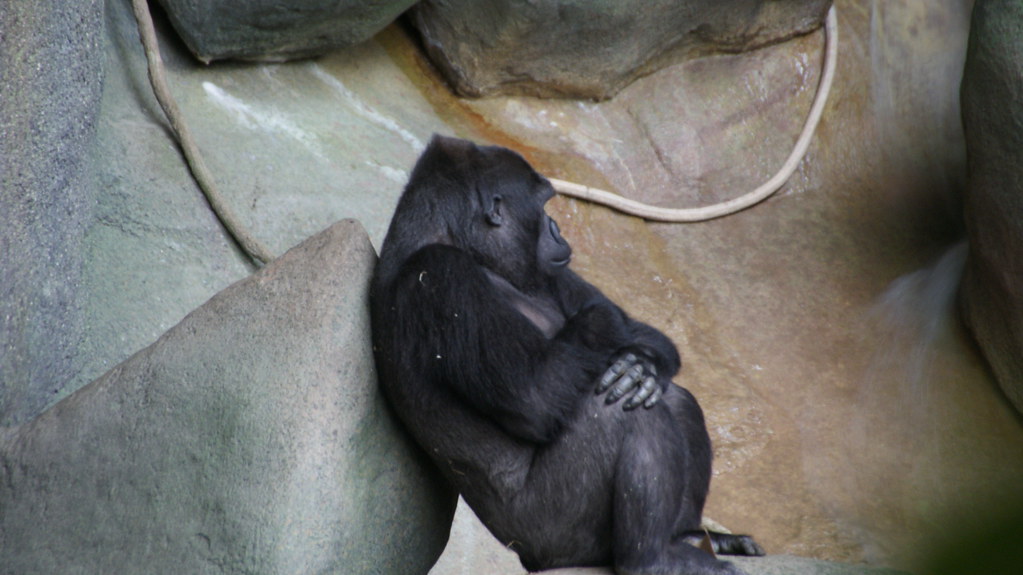 ape ape brookfield Zoo Memorial Day 2009 steeleman204 Flickr