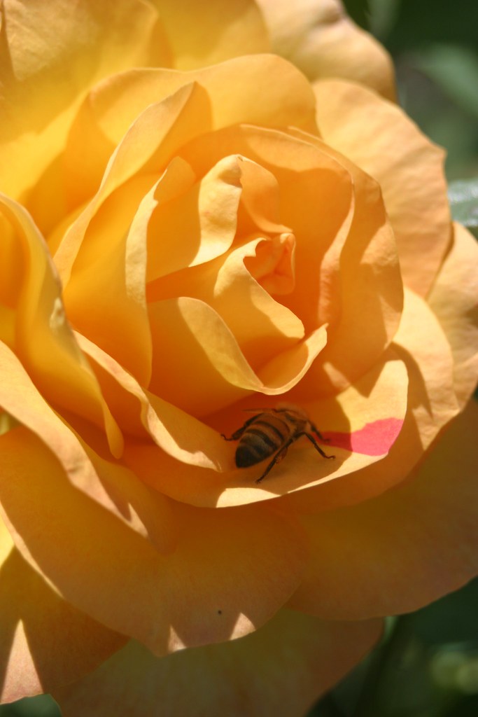 Yellow rose and bee The bee and the flower Pia Poulsen Flickr