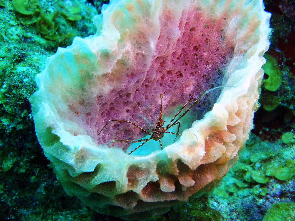 Nekton Rorqual 2009, arrow crab emerging from his sponge h… Flickr