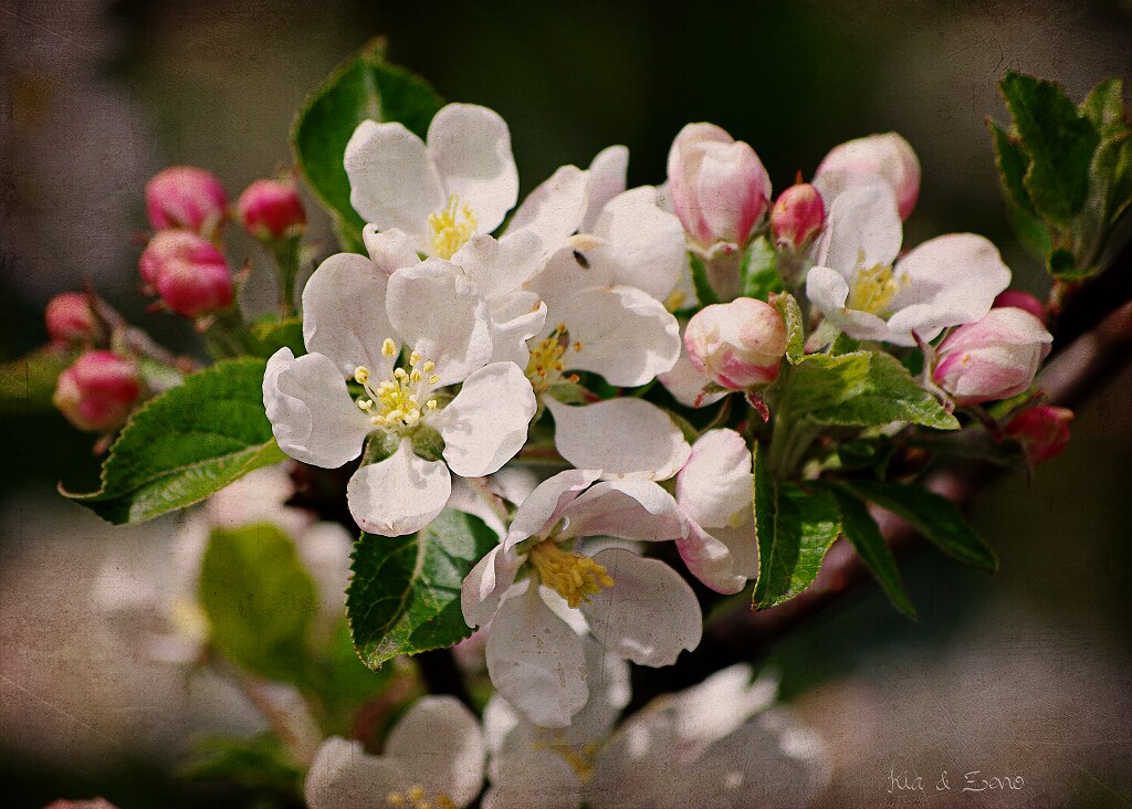 apple blossom time Flickr