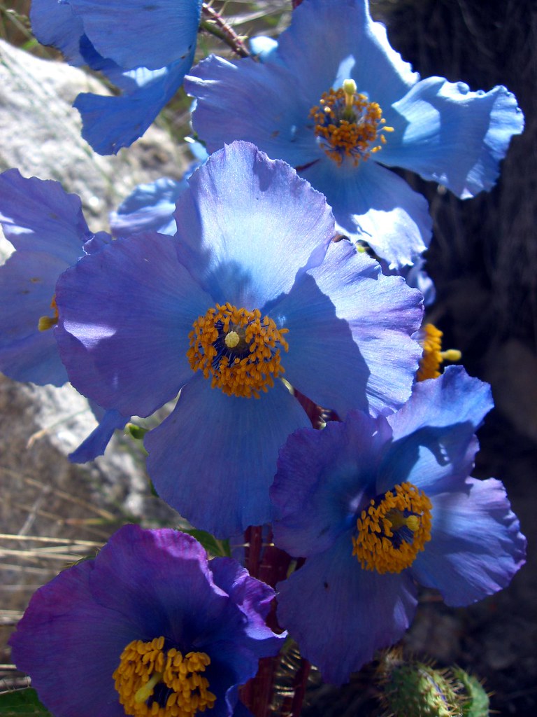 Himalayan Blue Poppies Ladakh, India K_6 Flickr