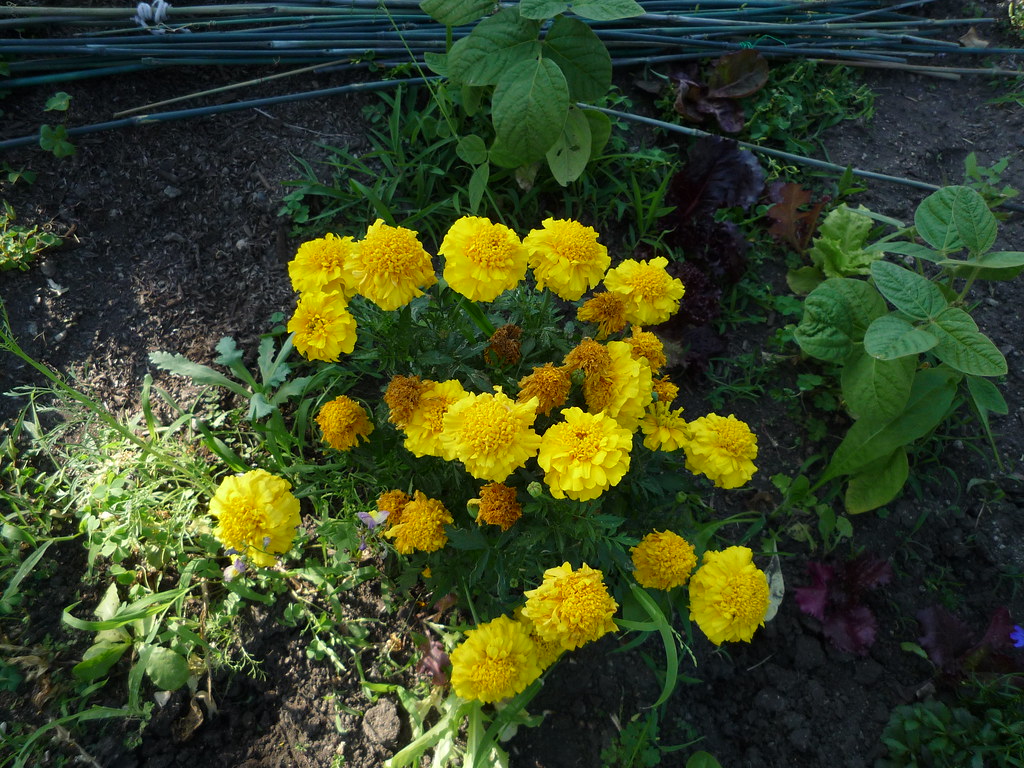 i need to cut back these marigolds ryukosuru Flickr