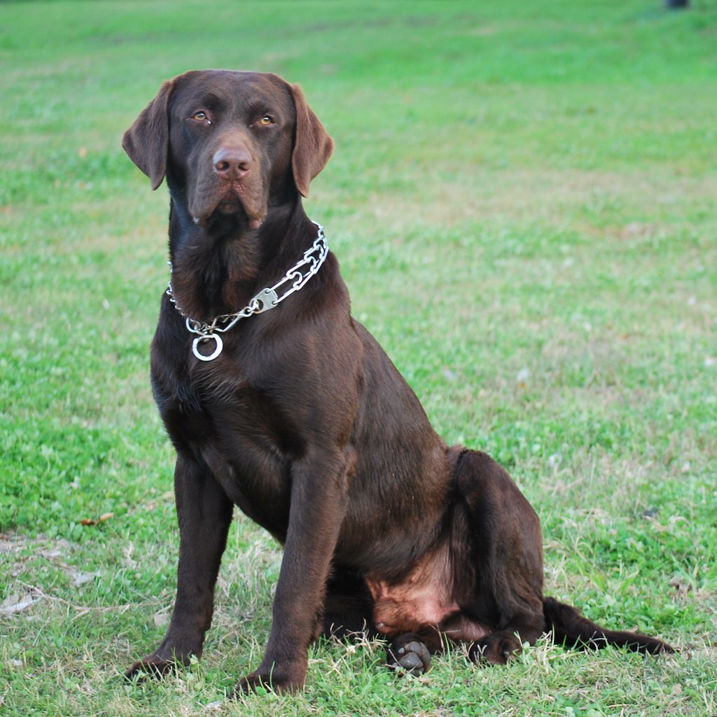 "Cougar" Cougar here is one SERIOUS hunting dog. The boys … Flickr