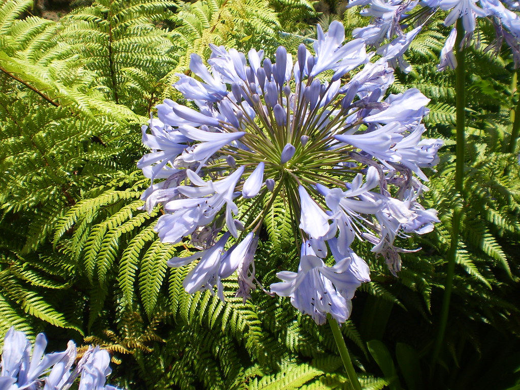 Pretty flower in Rotorua Grace Iren Flickr