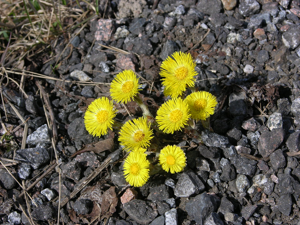leskenlehti Nimi Leskenlehti Tieteellinen nimi Tussilago… Flickr