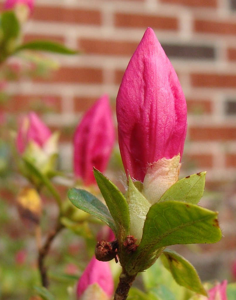 Azalea flower bud, nearly ready to open a photo on Flickriver