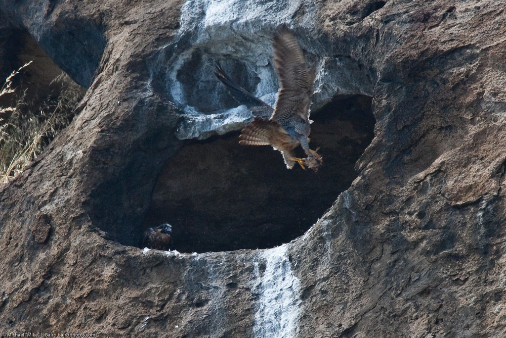The Peregrine Falcon nest on the south side of Morro Rock,… Flickr