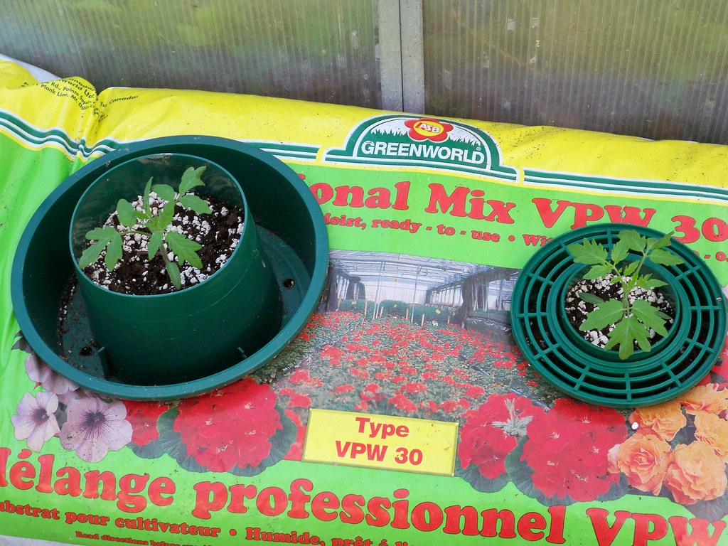 Grow bag tomatoes For more information on the garden check… Flickr