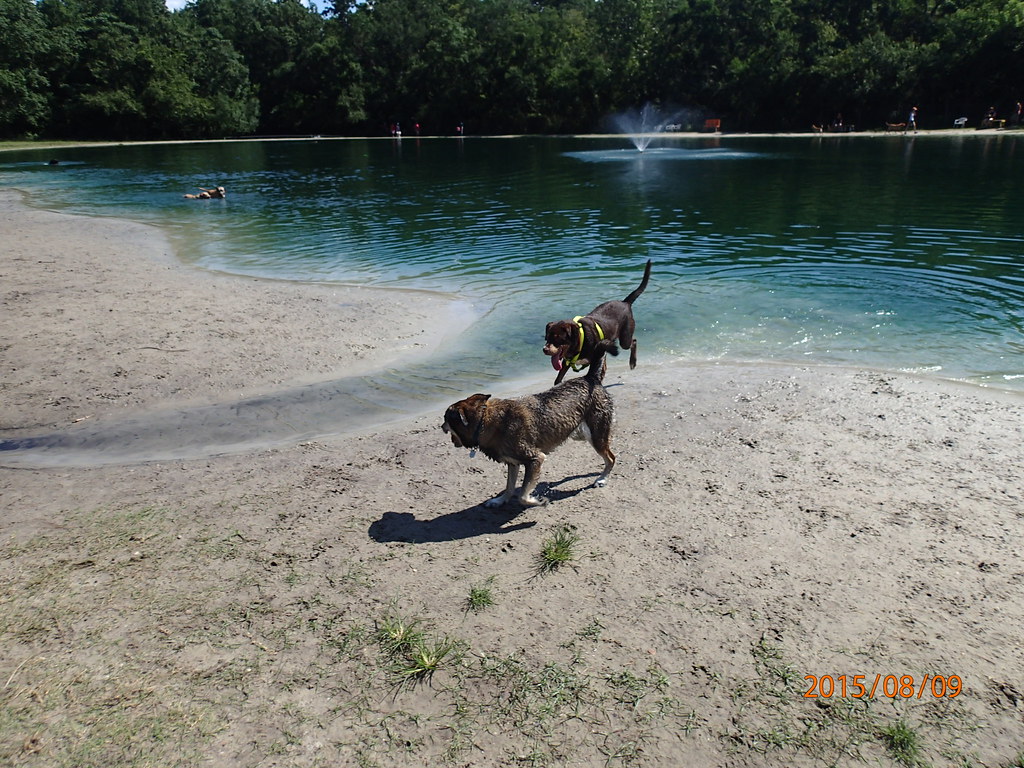 Dog Wood Park Jacksonville,FL Dog Wood Park Jacksonville,F… Flickr