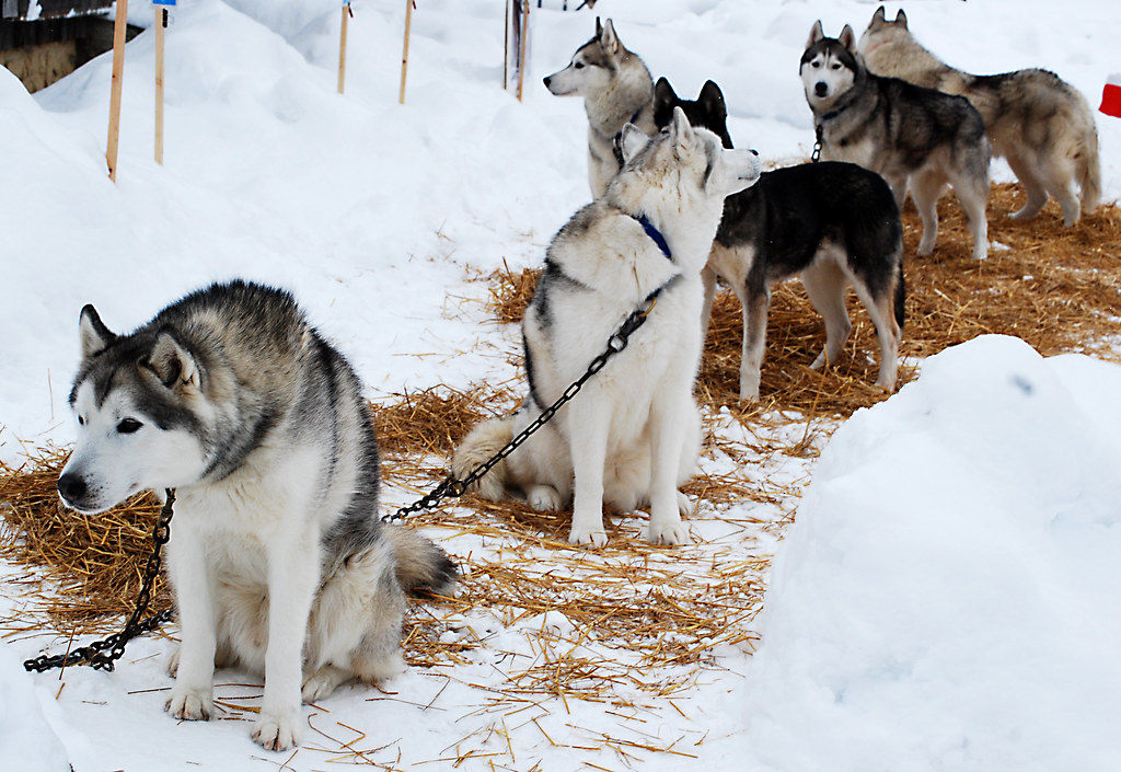 Sled dogs at Vermilion Winter Days Rona Proudfoot Flickr