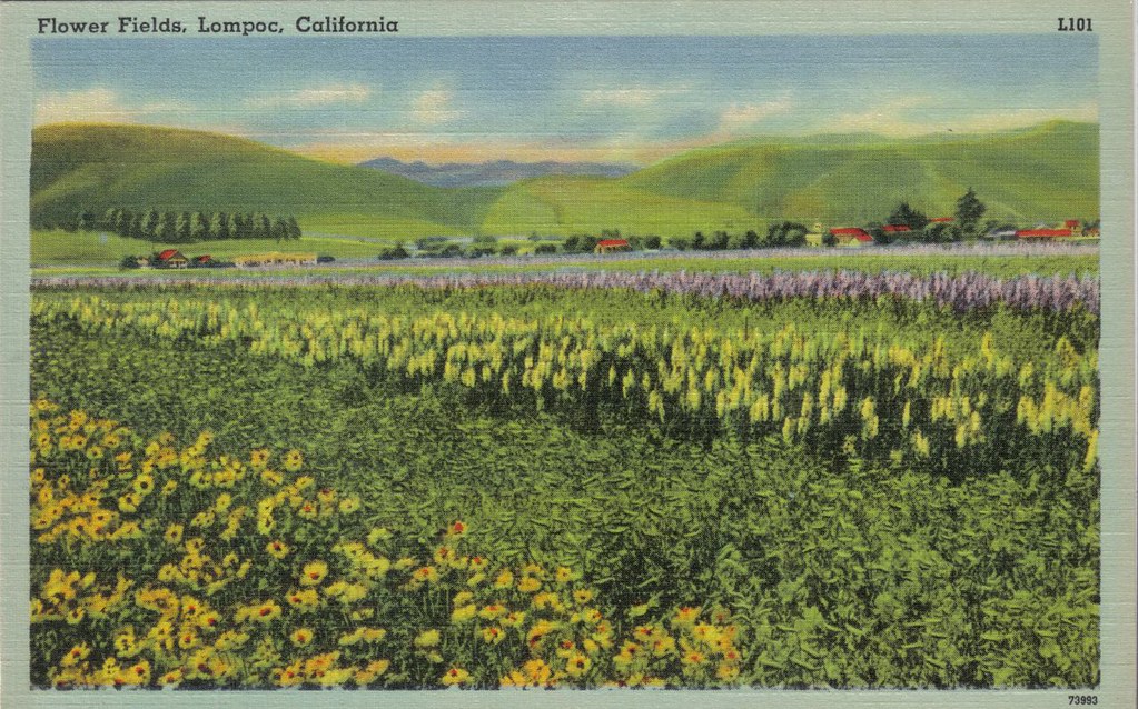 Flower Fields, Lompoc, CA The DLC Flickr