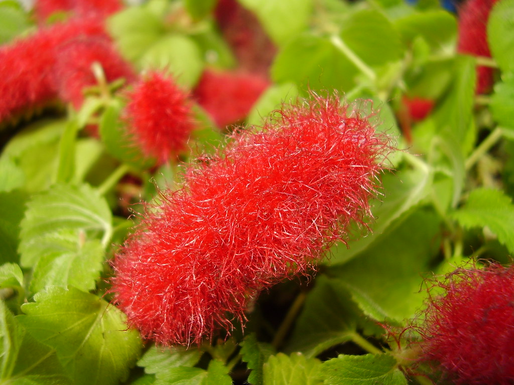 red hot cattail chenille plant? Todd Gunderson Flickr