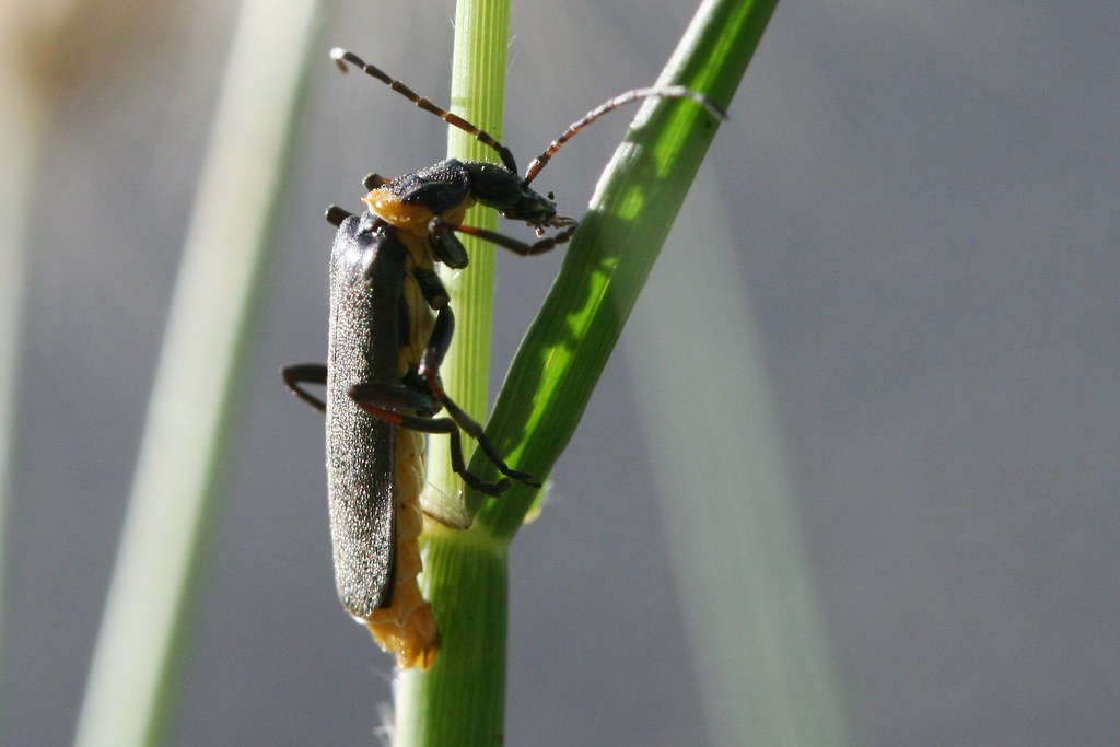 Chauliognathus lugubris (Plague Soldier Beetle; Green Sold… Flickr