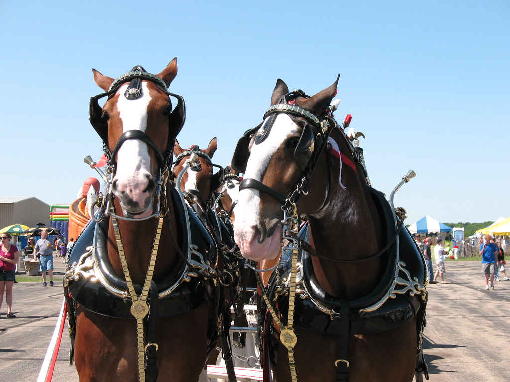 Lead Horses The lead team of the Budweiser Clydesdales. Terry Flickr