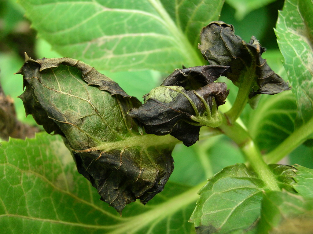 freeze damage hydrangea by kevin quinn, extension video sp… Flickr