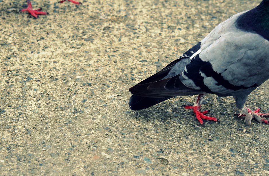 4 pigeon feet, one with feathers devildoe Flickr