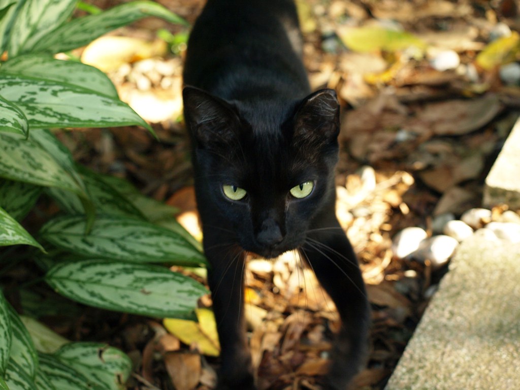 Black This beautiful all black cat lives in a local park..… Flickr