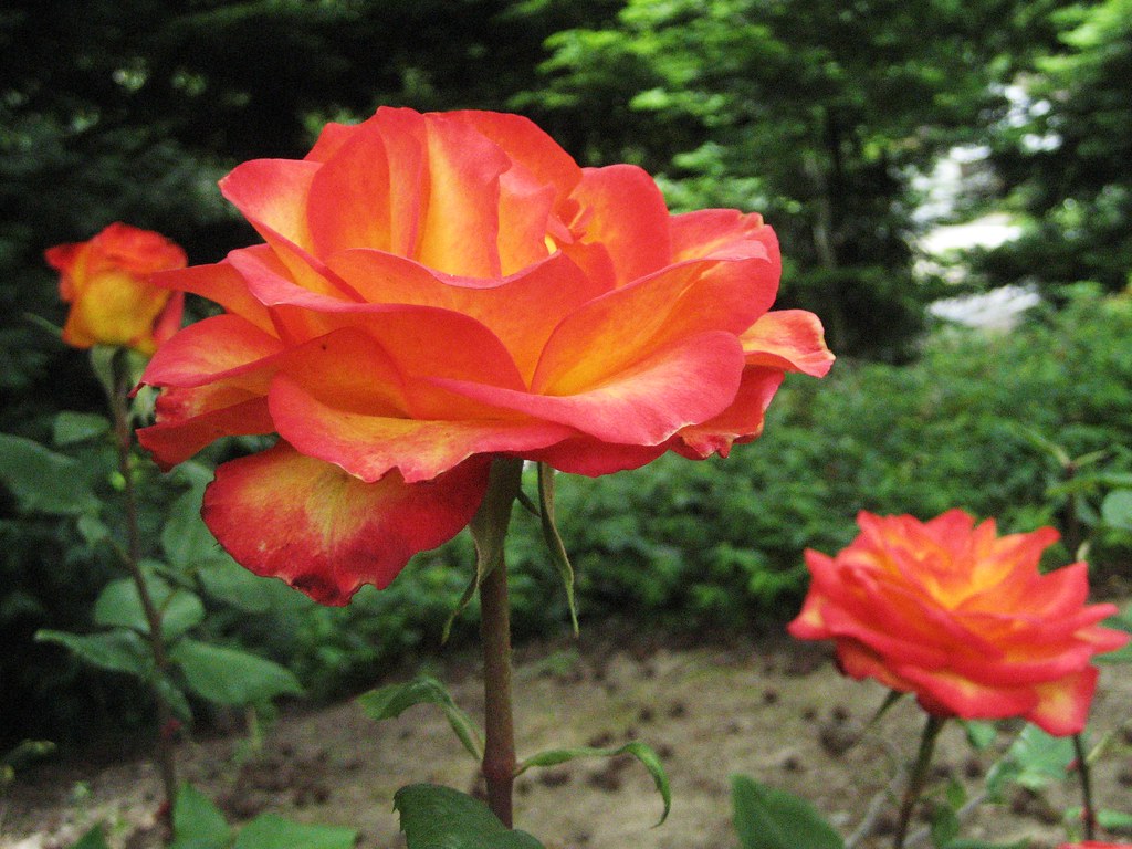 A Rose is a Rose, is a rose.Gertrude Stein Mimble1 Flickr