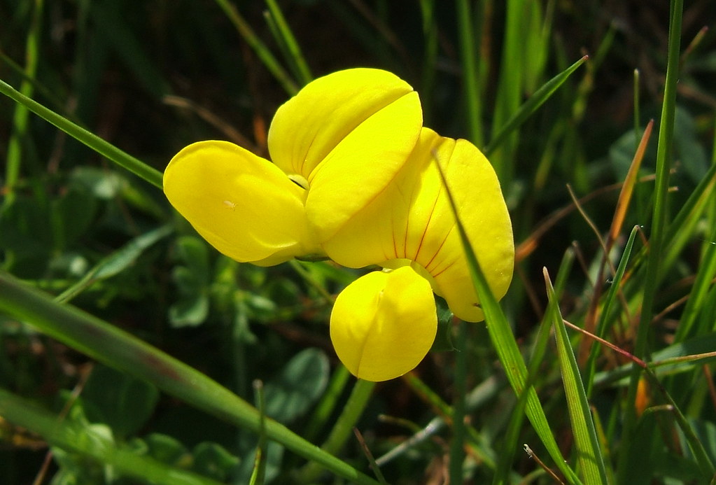 Yellow Hedgerow Flower View On Black Seen in the hills abo… Flickr