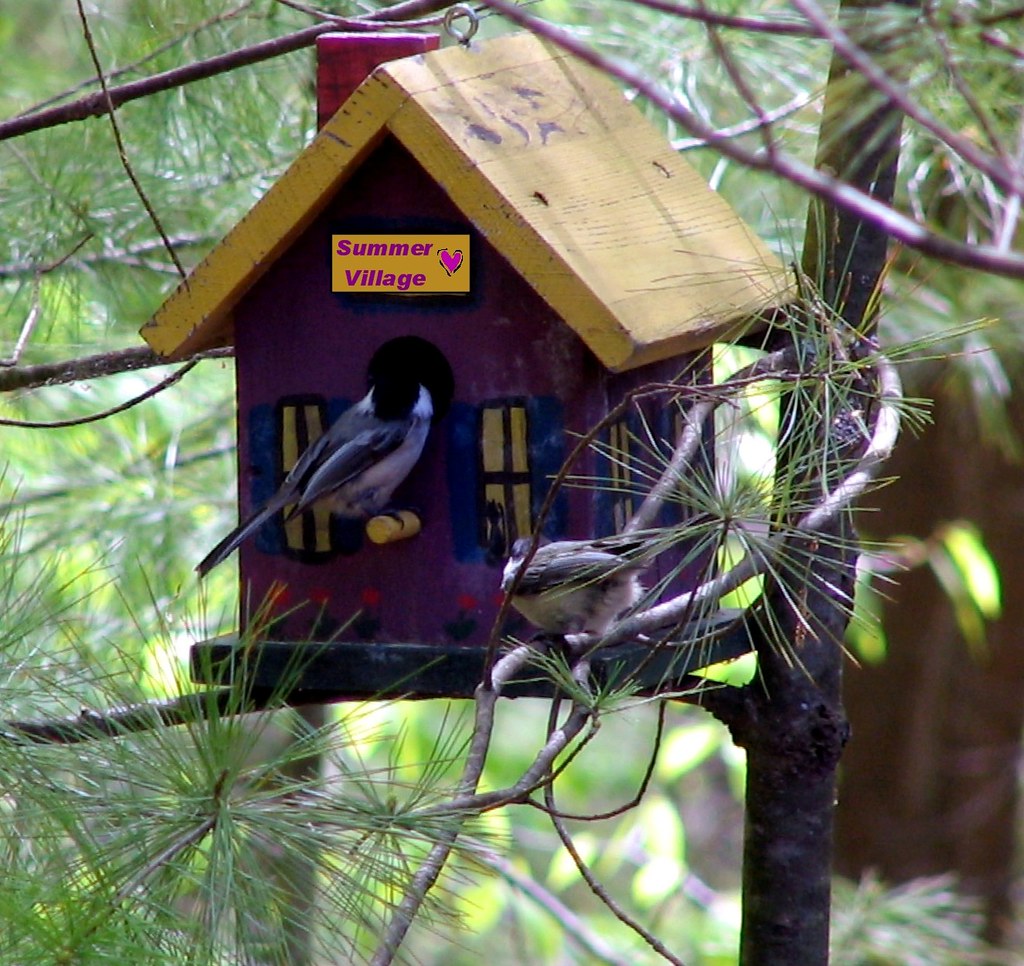 Summer Village birdhouse Birds enjoy a woodland birdhouse … Flickr