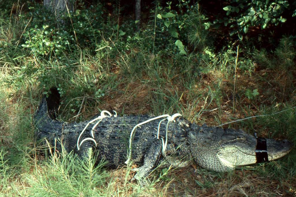 Captured Alligator (1984) A "nuisance" alligator tied and … Flickr