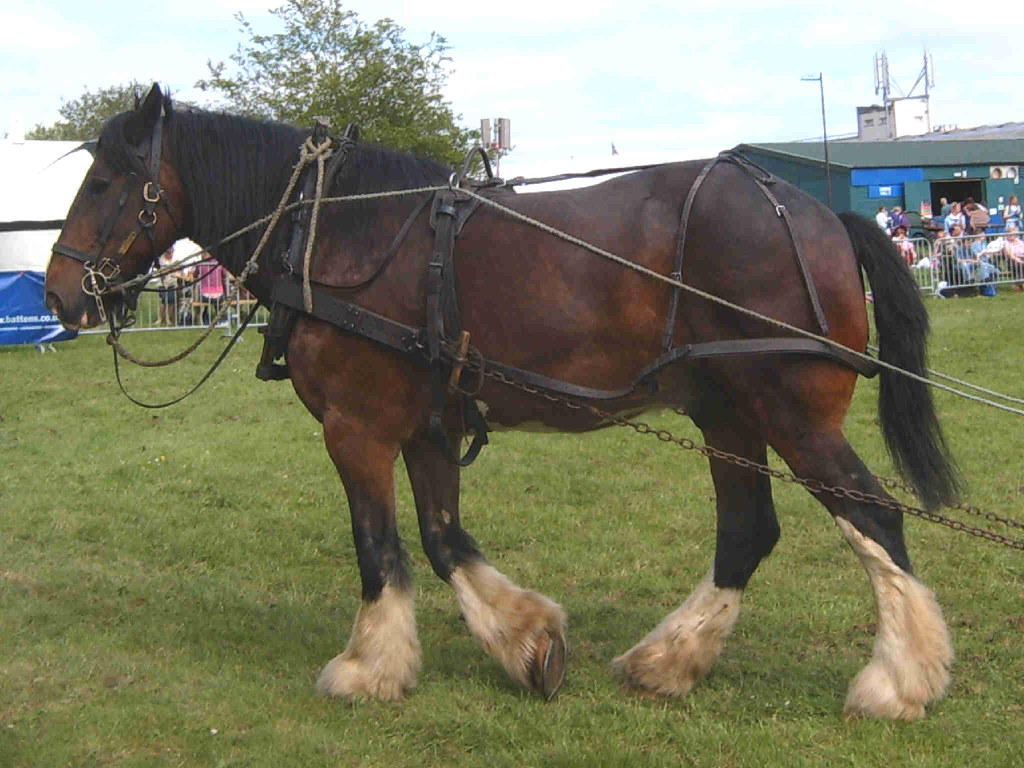 CART HORSE a photo on Flickriver
