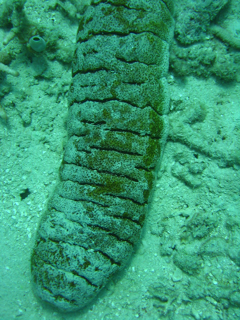 Sea Cucumber Diving at the Playground. Agincourt Reef, Gre… Flickr