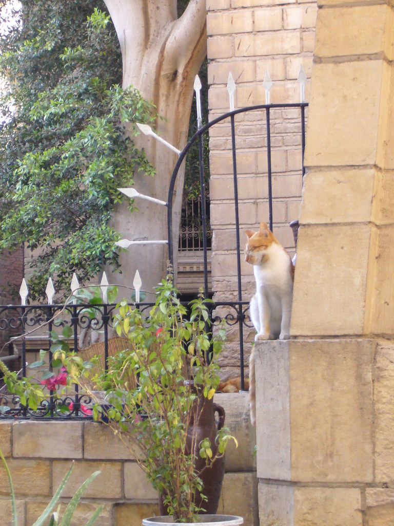 Egyptian Cat most cats and dogs are strays, not house pets