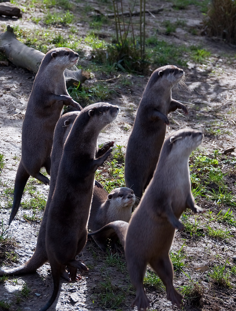 jumping otters! If you look at the larger version u can se… Flickr