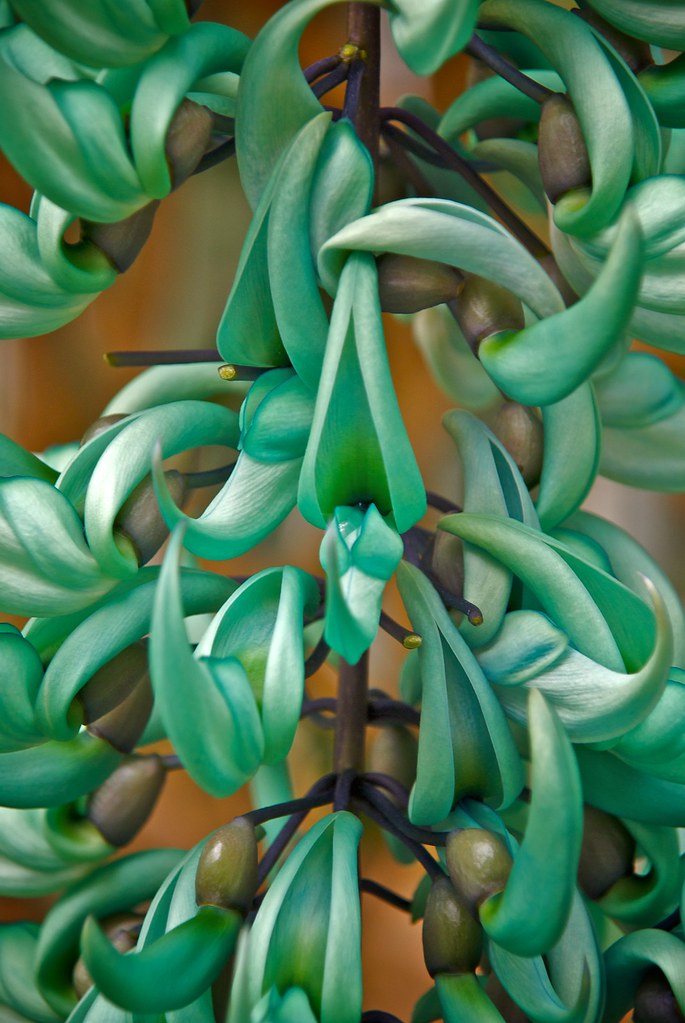 jade vine Jade Vine at Cambridge Botanic Garden Sue Frank Flickr