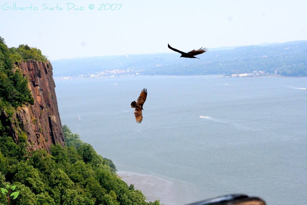 Turkey Vultures Pair of Turkey Vultures soaring over the h… Flickr
