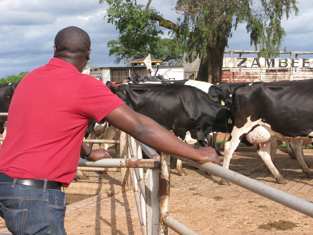 Zambia Cattle Farm BBC World Service Flickr