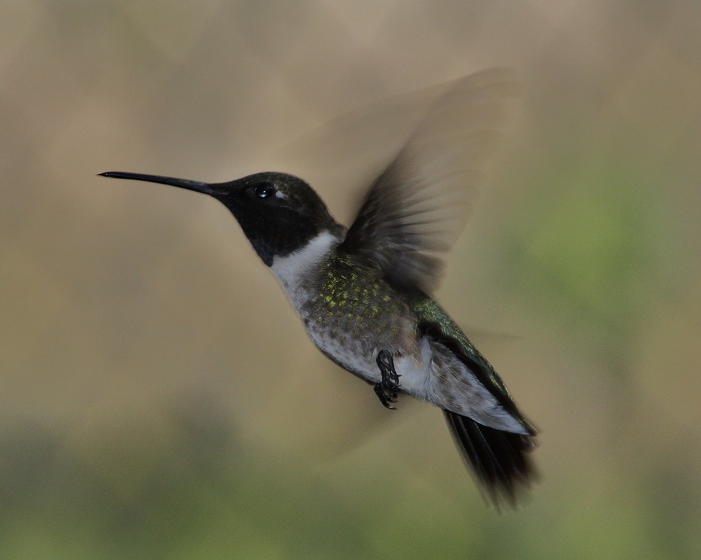 Blackchinned Hummingbird, Archilochus alexandri a photo on Flickriver